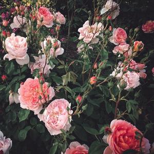 08陈冠希未删减版资源
